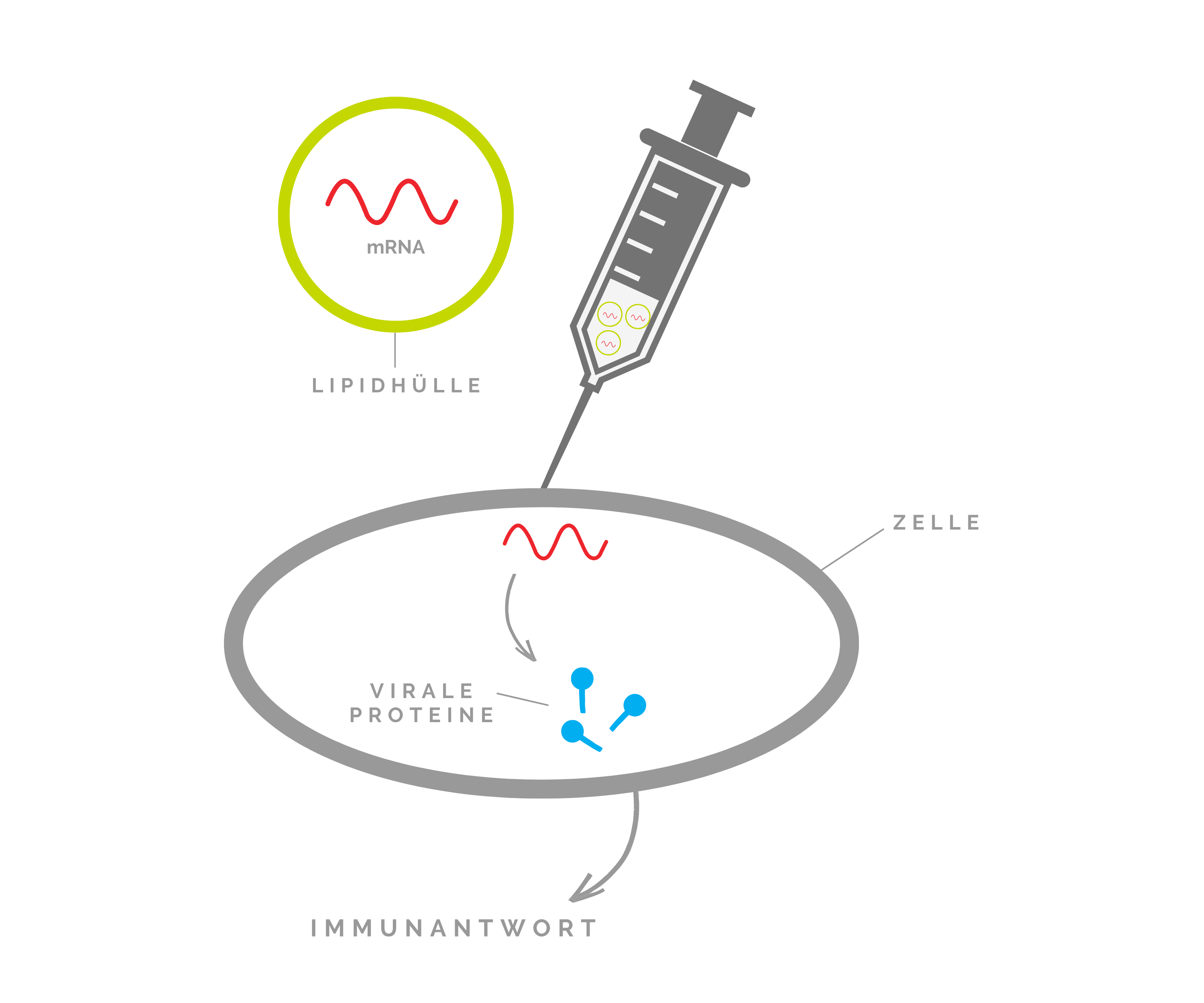mRNA Impfstoff aus dem Reinraum gegen Corona - Mutation