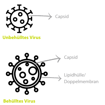 Unterschied Aufbau Virus behüllt und unbehüllt